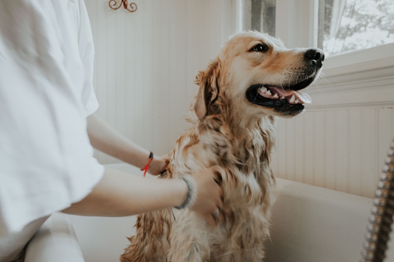 Pet grooming salon
